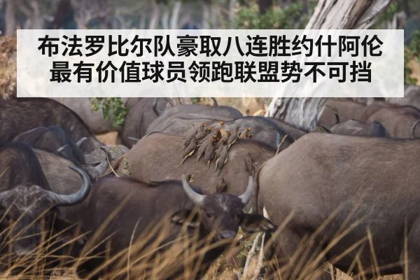 布法罗比尔队豪取八连胜约什阿伦最有价值球员领跑联盟势不可挡